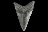 Juvenile Megalodon Tooth - Georgia #101399-1